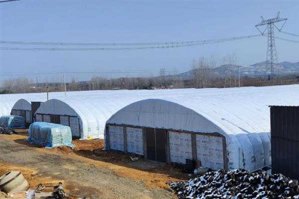 农村怎么搭养鸡简易棚，一般搭建在避风向阳处
