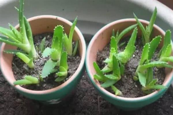 芦荟怎么换盆，通常1-2年就要换盆一次