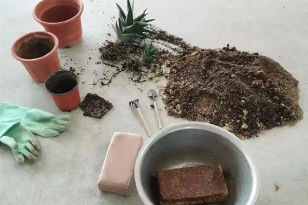 芦荟怎么换盆，通常1-2年就要换盆一次