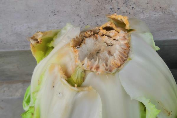 白菜根部腐烂怎么处理，可敌克松进行灌根处理
