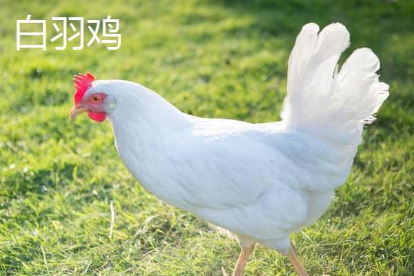 白羽鸡和三黄鸡有什么区别，羽毛颜色、外表均不同