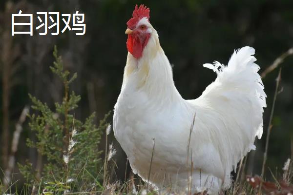 白羽鸡和三黄鸡有什么区别，羽毛颜色、外表均不同