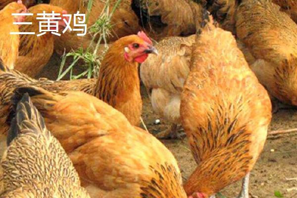 白羽鸡和三黄鸡有什么区别，羽毛颜色、外表均不同