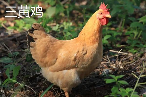 白羽鸡和三黄鸡有什么区别，羽毛颜色、外表均不同