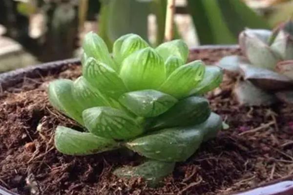 玉露干瘪了的原因和解决方法，可能是温度过高或浇水过多所致