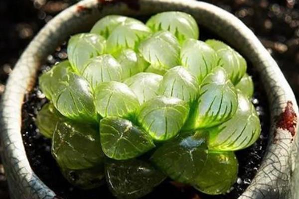 玉露干瘪了的原因和解决方法，可能是温度过高或浇水过多所致