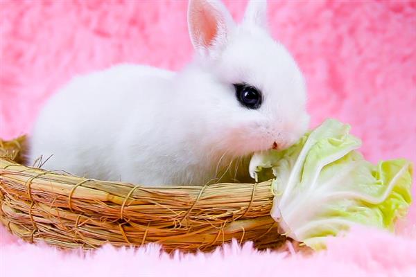 宠物兔突然挑食如何避免，要尽量避免日料过于单一