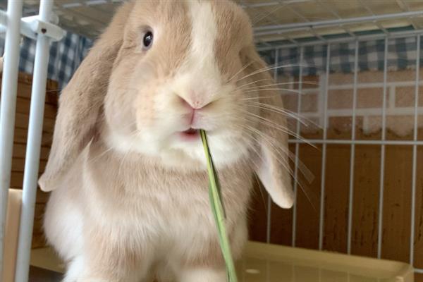 宠物兔突然挑食如何避免，要尽量避免日料过于单一