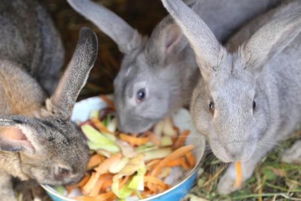 宠物兔突然挑食如何避免，要尽量避免日料过于单一