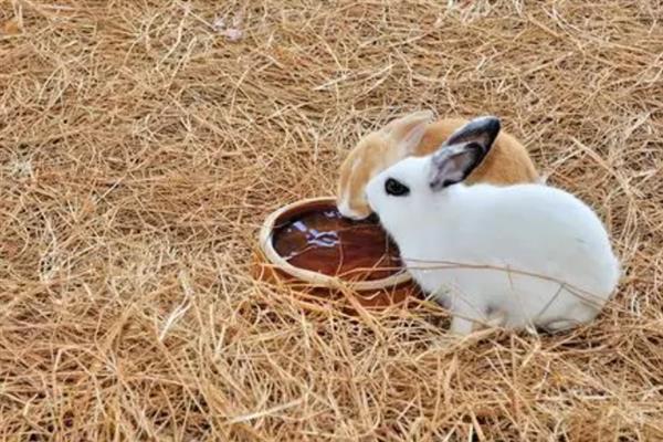宠物兔突然挑食如何避免，要尽量避免日料过于单一
