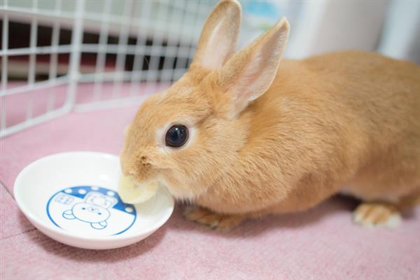 宠物兔突然挑食如何避免，要尽量避免日料过于单一