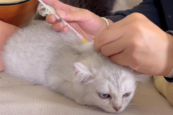 猫咪会得糖尿病吗，犬猫糖尿病发病率为0.2%-1%