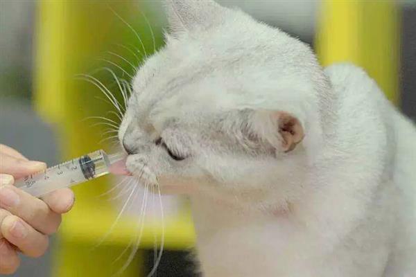 猫咪会得糖尿病吗，犬猫糖尿病发病率为0.2%-1%