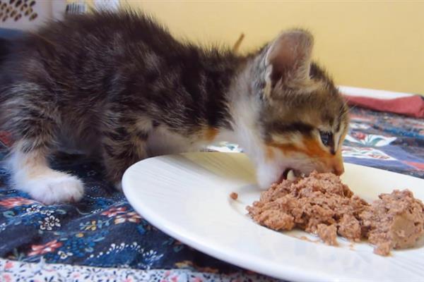 猫咪会得糖尿病吗，犬猫糖尿病发病率为0.2%-1%