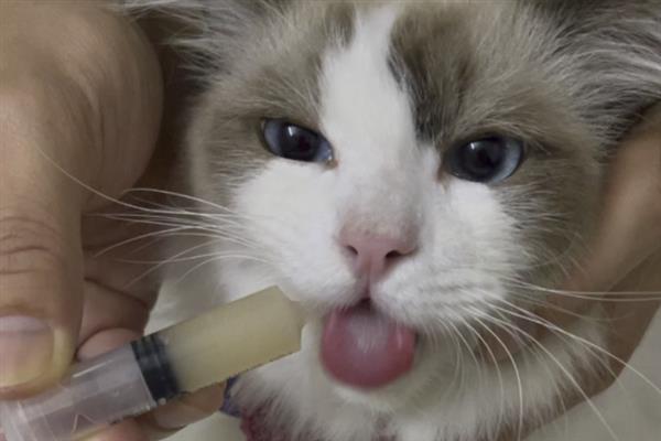 猫咪会得糖尿病吗，犬猫糖尿病发病率为0.2%-1%