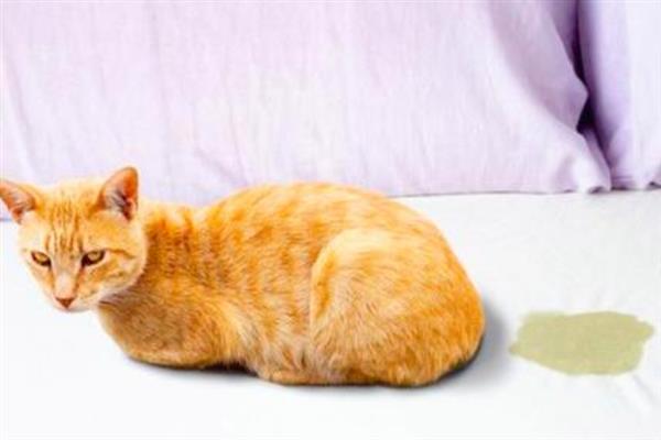 猫咪会得糖尿病吗，犬猫糖尿病发病率为0.2%-1%