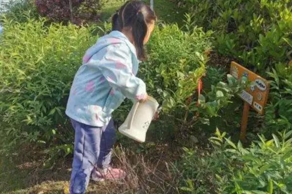 柠檬如何种植，幼树长至50-80cm是即可定植