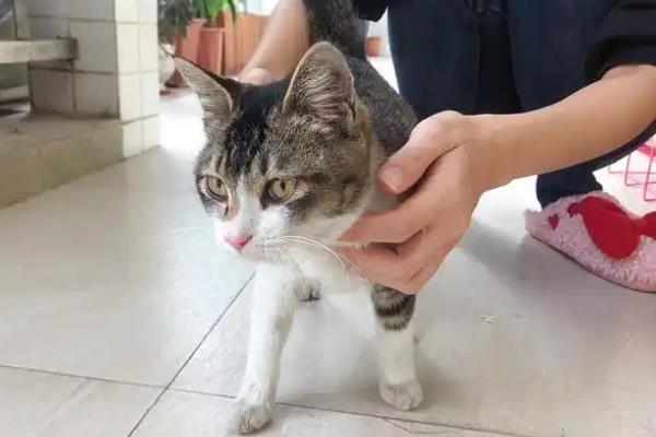 母猫发情的表现，会表现出喜欢缠着主人撒娇