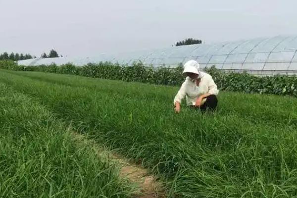 红韭菜的栽培技术，直播出面后要减少水分