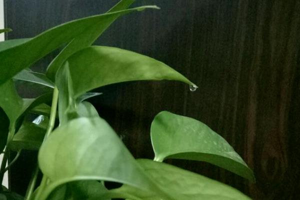 绿萝叶子有水滴怎么处理，可减少浇水