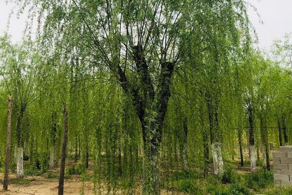 柳树的气味，具有淡雅清香的味道