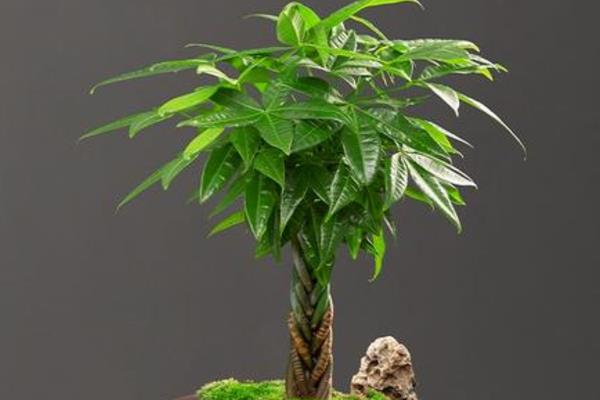 发财树缺水的症状，缺水后叶子会低垂