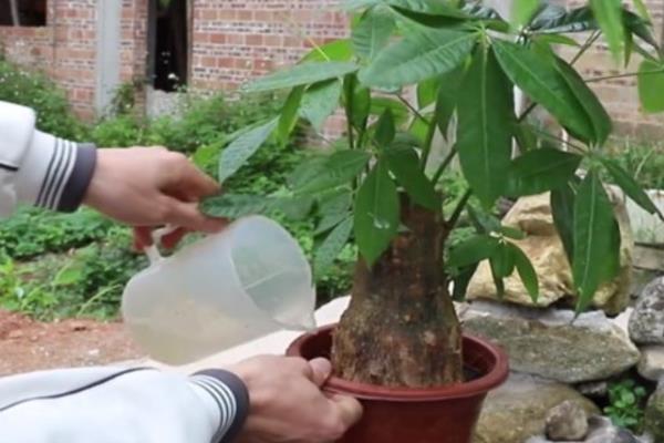 发财树缺水的症状，缺水后叶子会低垂