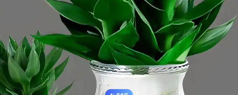 水培富贵竹换水间隔，秋季每隔10天左右换一次