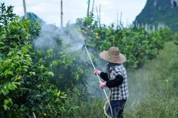 喷施杀螨剂的技巧，重点喷施叶片背面的螨卵密集处