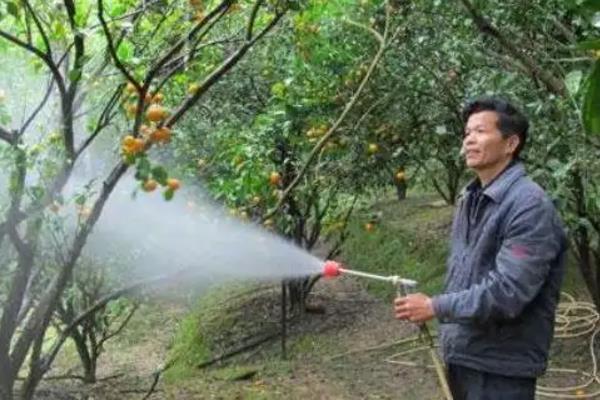 喷施杀螨剂的技巧，重点喷施叶片背面的螨卵密集处