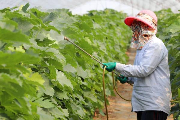 喷施杀螨剂的技巧，重点喷施叶片背面的螨卵密集处