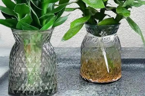 水培富贵竹换水间隔，秋季每隔10天左右换一次