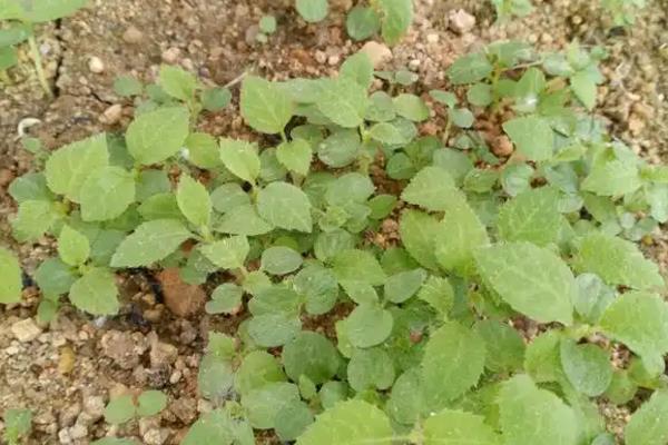 软枣猕猴桃的种植技术，入冬之前浇灌防冻水