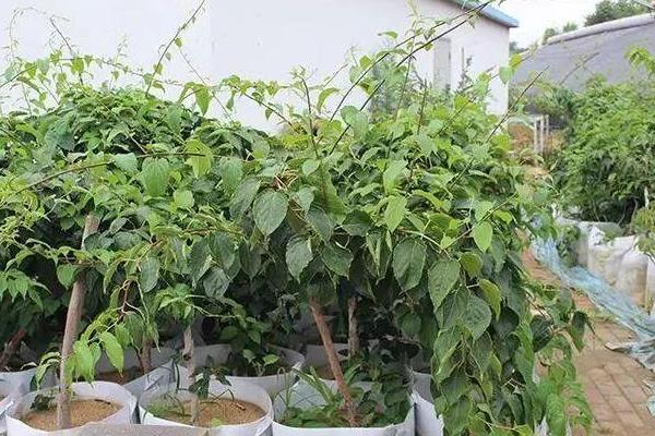软枣猕猴桃的种植技术，入冬之前浇灌防冻水