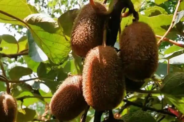 软枣猕猴桃的种植技术，入冬之前浇灌防冻水
