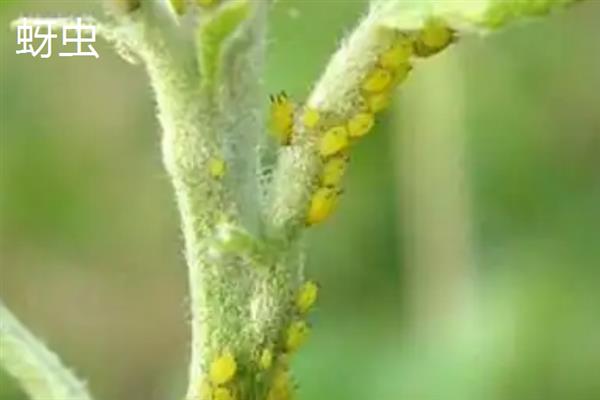 苹婆的病虫害及防治方法，不同病虫害的防治方法不同
