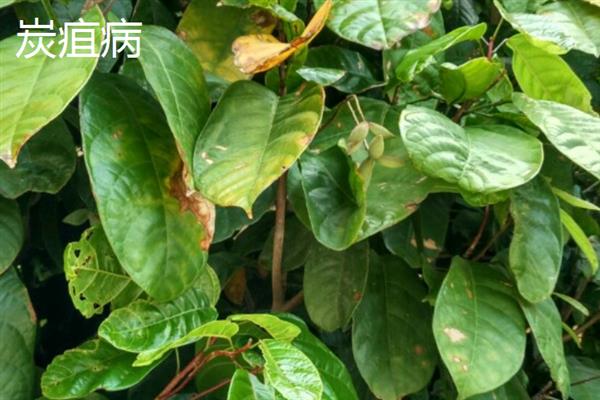 苹婆的病虫害及防治方法，不同病虫害的防治方法不同