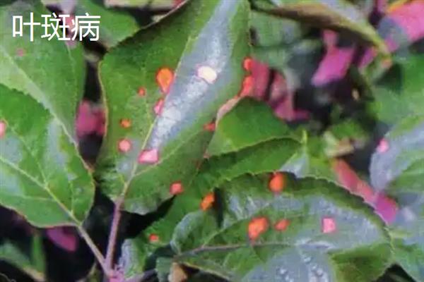 苹婆的病虫害及防治方法，不同病虫害的防治方法不同