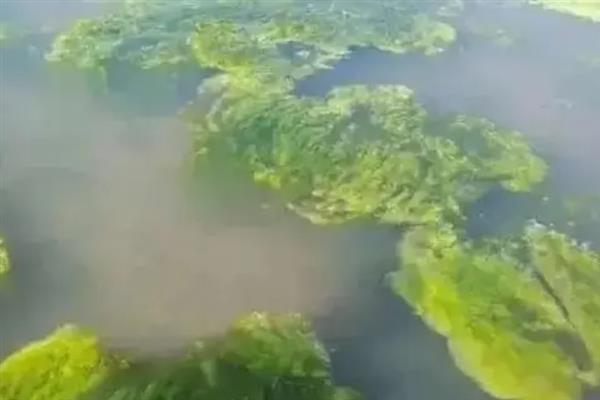 水池长青苔用什么方法控制，控水是防治青苔的方式之一