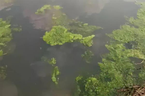 水池长青苔用什么方法控制，控水是防治青苔的方式之一