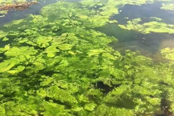 水池长青苔用什么方法控制，控水是防治青苔的方式之一