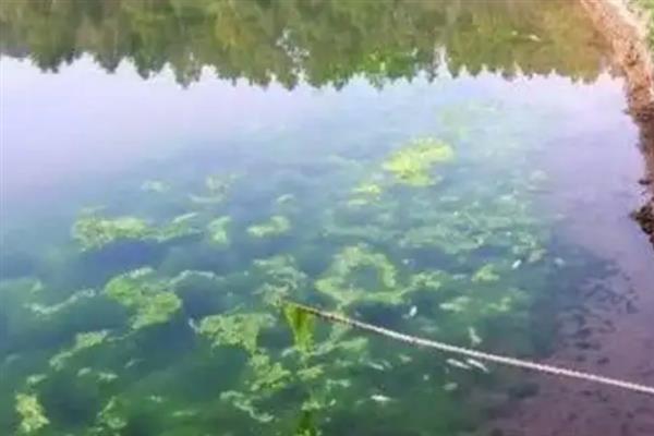 水池长青苔用什么方法控制，控水是防治青苔的方式之一