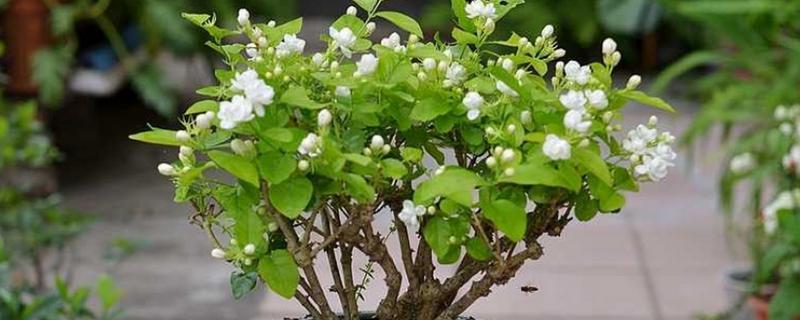 春季能不能对茉莉花翻盆，此时翻盆有利于植株生长