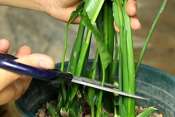 白掌的叶片发黄怎么办，可采取减少浇水、防止强光、防寒保温等措施