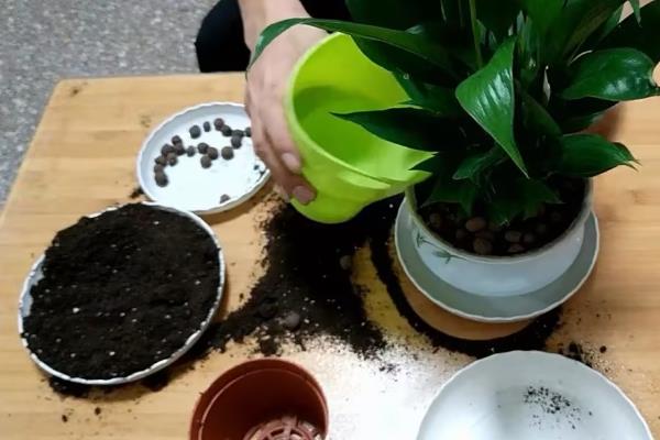 白掌的叶片发黄怎么办，可采取减少浇水、防止强光、防寒保温等措施