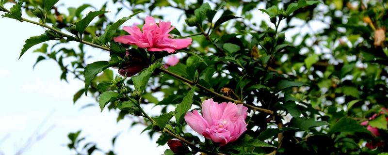 什么花在夏天开，常见的有木槿花、昙花和栀子花等