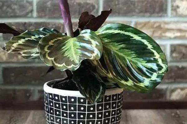 花叶竹芋的养殖方法，在生长期间要给足水分
