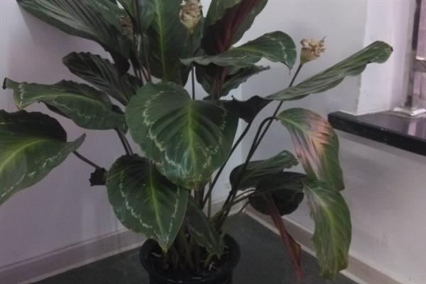 花叶竹芋的养殖方法，在生长期间要给足水分