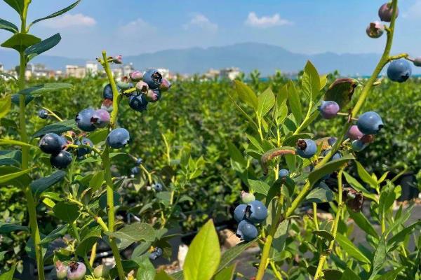 蓝莓有哪些种植条件，灌溉水的ph应当在7.5以下