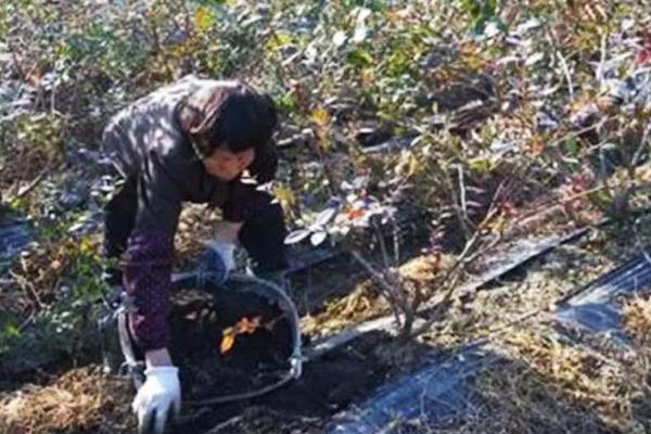 蓝莓有哪些种植条件，灌溉水的ph应当在7.5以下